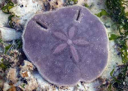 Have you ever seen a live Sand Dollar? | The Scuba Lady's Blog